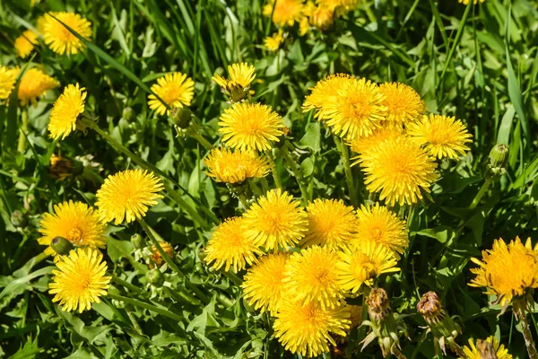 Denti Leone Gialli Fiori Lucenti Denti Leone Sfondo Prati Verdi — Foto Stock