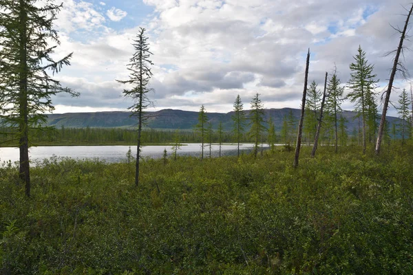 Lago Taiga Vista Lago Sull Altopiano Putorana Taimyr Siberia Russia — Foto Stock