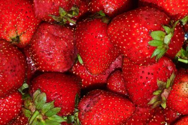 Olgun çilek. Parlak kırmızı çilek çilek yakın çekim ıslak.