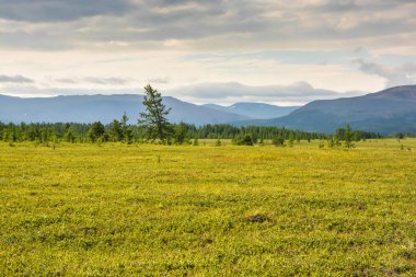 Foothill tundra. Yaz kutup manzara.