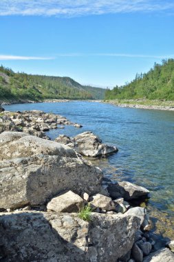 Yaz manzara, Kuzey Nehri. Rusya Polar Urallarda rezervleri.