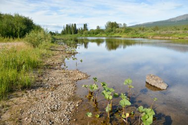 Shchugor nehrin kuzey Urallarda. Milli Parkı Yugyd VA Unesco Dünya Mirası site Virgin Komi ormanların nesne.