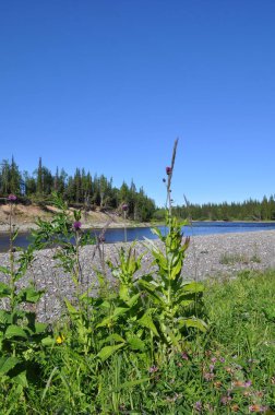 Nehir manzara: Tayga, çakıl ve güneş. Polar Urallar içinde Cumhuriyeti, Komi, Rusya Nehri.