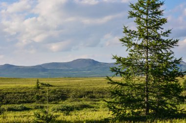 Foothill tundra. Yaz kutup manzara.