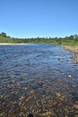 Ural Nehri Shchugor. Virgin Komi ormanlar. Milli Parkı 