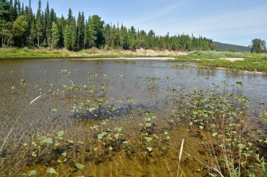 Shchugor nehrin kuzey Urallarda. Milli Parkı Yugyd VA Unesco Dünya Mirası site Virgin Komi ormanların nesne.