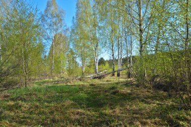 Bahar manzara. Bahar doğa Milli Parkı 