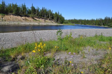 Nehir manzara: Tayga, çakıl ve güneş. Polar Urallar içinde Cumhuriyeti, Komi, Rusya Nehri.