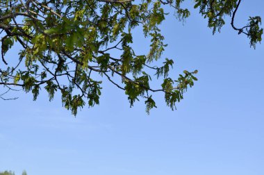 Mayıs mavi açık gökyüzü karşı meşe ağacı çiçek şube.