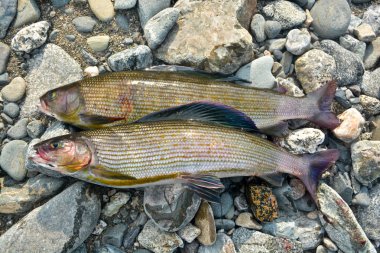 Sibirya Gölge balığı. Nehir çakıl bir balık tutma Kupası.
