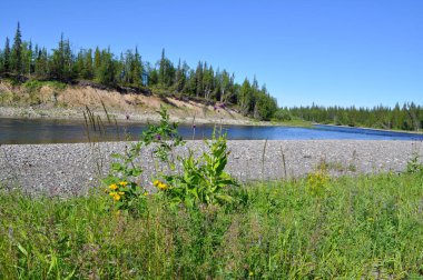 Nehir manzara: Tayga, çakıl ve güneş. Polar Urallar içinde Cumhuriyeti, Komi, Rusya Nehri.
