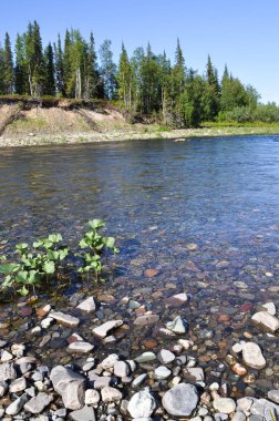 Nehir manzara: Tayga, çakıl ve güneş. Polar Urallar içinde Cumhuriyeti, Komi, Rusya Nehri.