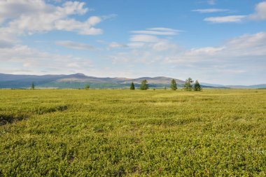 Foothill tundra. Yaz kutup manzara.