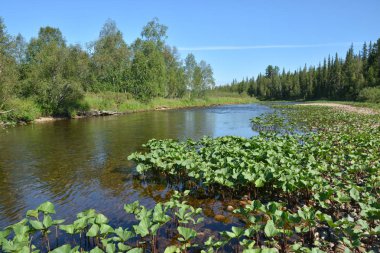 Virgin Komi ormanlar. Milli Parkı 