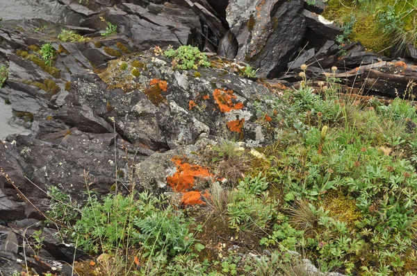 Saxifragem Vegetação Esparsa Yakutia Vezes Reminiscente Plantas Exóticas Nos Trópicos — Fotografia de Stock