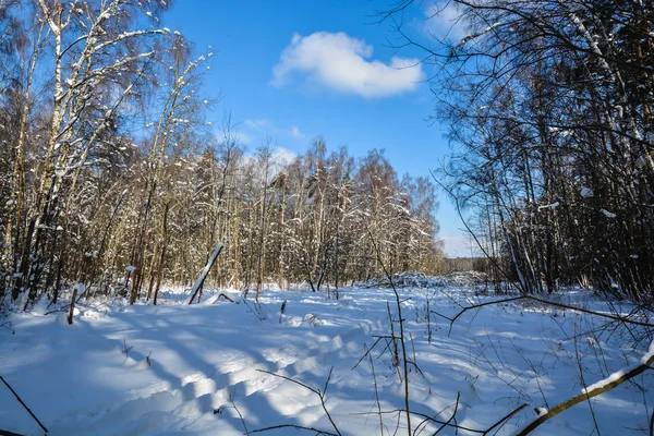 Winterwald Sonnige Februar Landschaft Wald Mitten Russland — Stockfoto