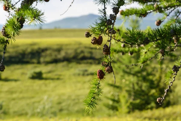 Foothill Tundra Polar Krajobraz Lato — Zdjęcie stockowe