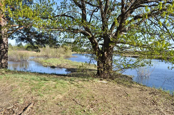 Paisagem Fluvial Primavera Parque Nacional Meshera Região Ryazan Federação Russa — Fotografia de Stock