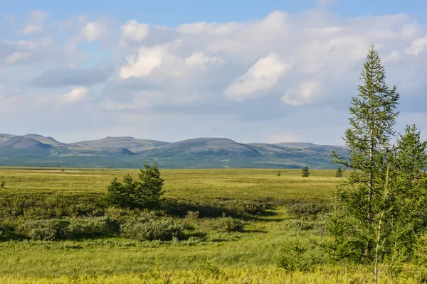 Foothill Toendra Zomer Polaire Landschap — Stockfoto