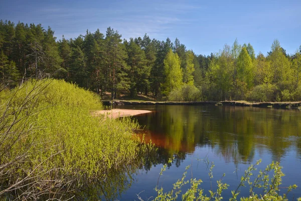 春天在国家公园 Meshchersky 俄罗斯中部 水景观在 月森林河上 — 图库照片