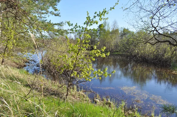 Folyó Táj Tavasszal Nemzeti Park Meshera Ryazan Region Oroszország — Stock Fotó