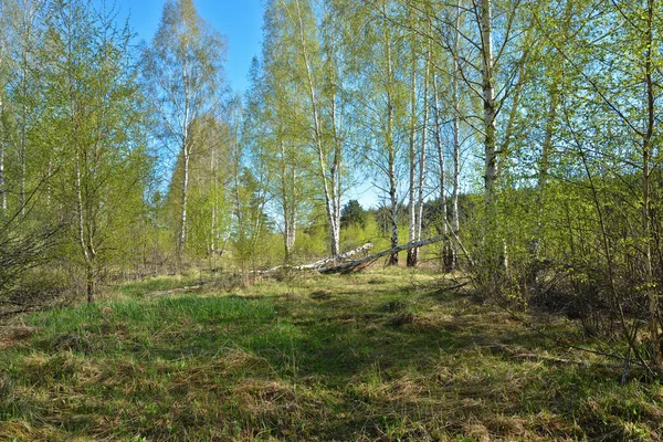 Bahar manzara. Bahar doğa Milli Parkı 