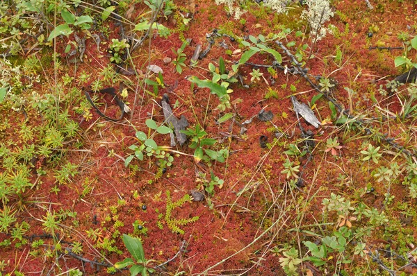 Saxifragem Vegetação Esparsa Yakutia Vezes Reminiscente Plantas Exóticas Nos Trópicos — Fotografia de Stock