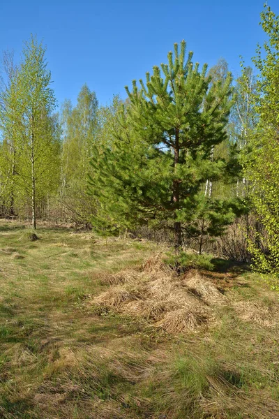 Frühling Nationalpark Ryazan Meschera Frühlingslandschaft Zentralrusslands — Stockfoto