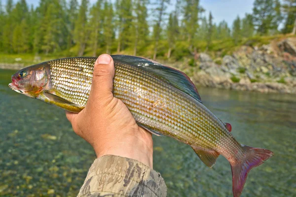 Siberian Grayling Fishing Trophy Hand Fisherman — Stock Photo, Image