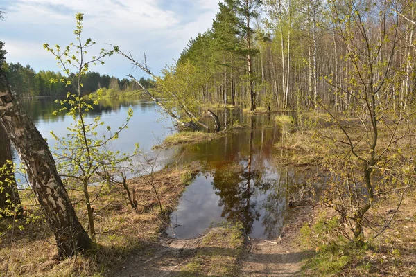 Skogsälv Tidigt Kan Våren Landskap Floden Nationalparken Meschera Ryazan Ryssland — Stockfoto