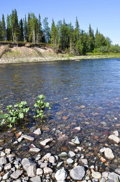 Paysage Fluvial Taïga Galets Soleil Fleuve Oural Polaire Dans République — Photo