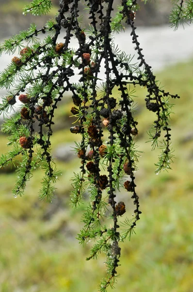树枝落叶松 这是俄罗斯最常见的树 — 图库照片