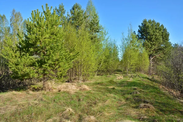 Frühlingslandschaft Frühling Natur Nationalpark Ryazan Meschera — Stockfoto