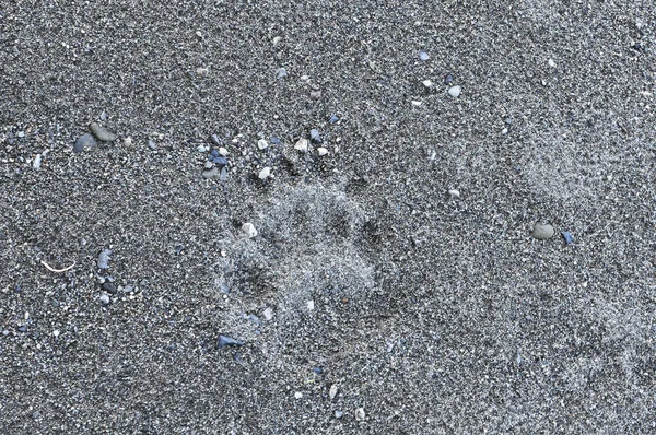 Bear Track Sand Bears Frequent Guests Travellers North Russia — Stock Photo, Image