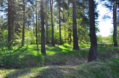 Manzara bahar orman. Milli Parkı 