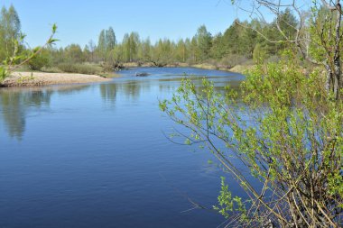 Korumalı bir nehir üzerinde Mayıs başında. Bahar manzara, nehir ve ağaçların ilk Yeşiller.