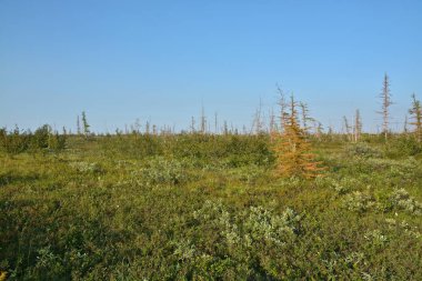 Tundra Taimyr Yarımadası üzerinde. Foothill orman tundra içinde Batı Putorana Yaylası.
