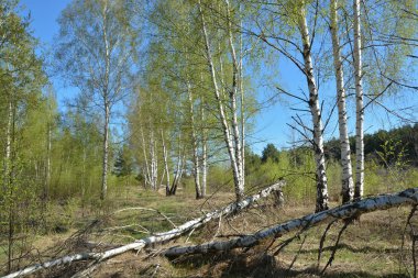 Bahar manzara, Rusya'nın Ryazan bölgede 