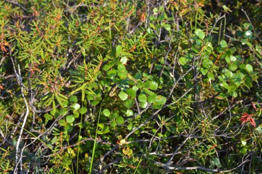 Tundra bitki örtüsünün arka plan. Foothill orman tundra içinde Batı Putorana Yaylası.