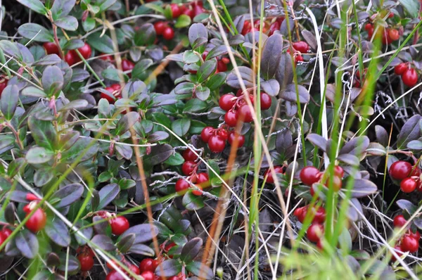 Reife Preiselbeere Pflanzen Mit Roten Beeren Auf Der Taimyr Halbinsel — Stockfoto