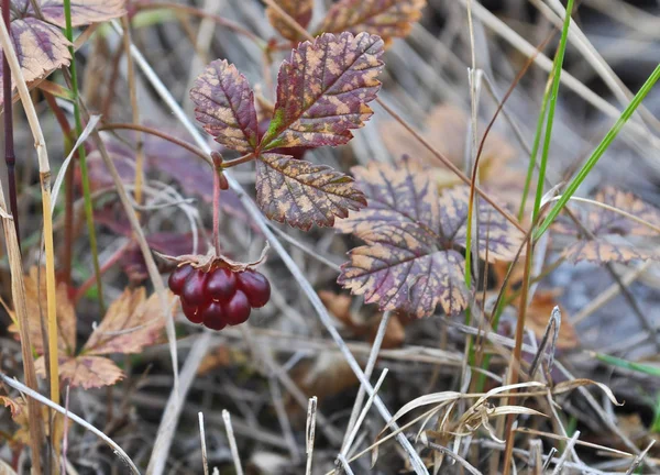 Bagas Saborosas Raras Norte Russo Rubus Arcticus — Fotografia de Stock