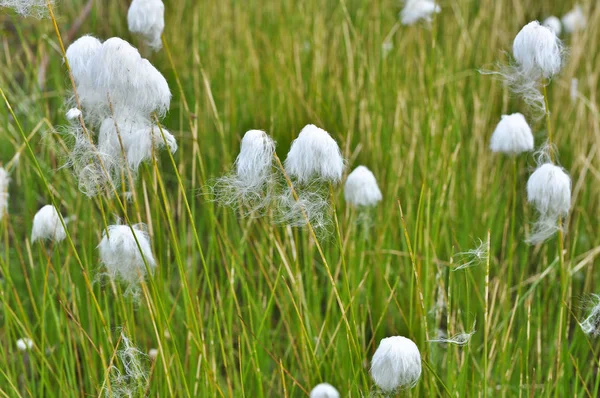 Cotton Grass Taimyr Peninsula Tundra Vegetation Summer Putorana Plateau — Stock Photo, Image