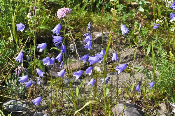 Wild flower - Canterbury bells (campanula). Polar Ural, Komi Republic, Russia.