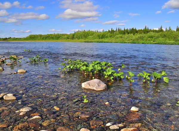 Coast North River Summer River Kokpela Polar Ural Komi Republic — Stock Photo, Image