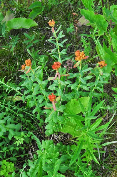 The wild vegetation of the Polar Urals, Golden root (Rhodiola rosea). The Republic Of Komi, Russia.