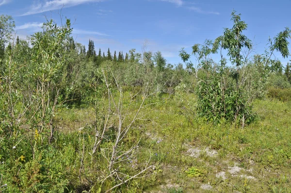 Willows Kuzey Yatay Kutup Ural Komi Cumhuriyeti Rusya Federasyonu — Stok fotoğraf