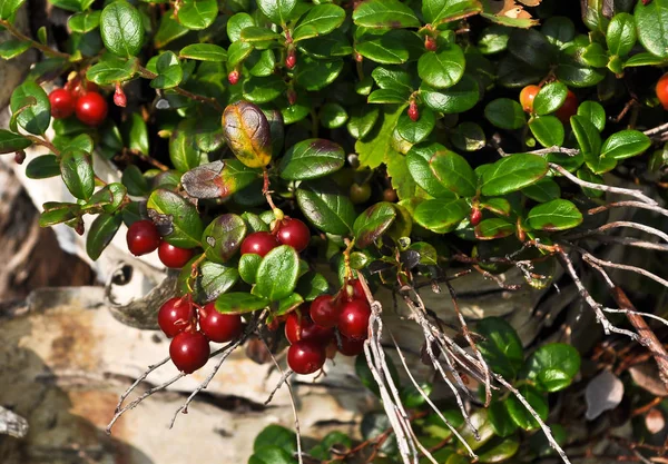 Cowberry Maduro Plantas Com Bagas Vermelhas Península Taimyr — Fotografia de Stock