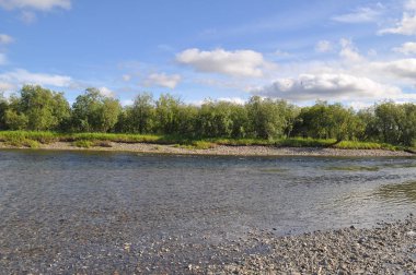 Kuzey Nehri kıyısında yaz manzara. Kutup Ural, Komi Cumhuriyeti, Rusya Federasyonu.