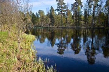 Bahar Rusya Milli park orman nehirdir. Su bahar peyzaj ağaçları ile.