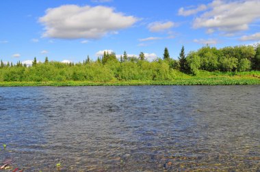 Kuzey Nehri kıyısında yaz manzara. Kutup Ural, Komi Cumhuriyeti, Rusya Federasyonu.